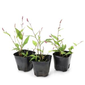 (ビオトープ)水生植物 イヌタデ(無農薬)(1...の詳細画像1