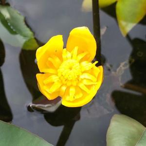 (ビオトープ)水生植物 河骨 ベニコウホネ 徳...の詳細画像1