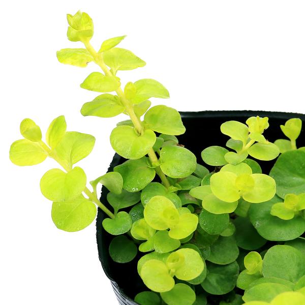 （ビオトープ）水生植物　イエローリシマキア（１ポット）　湿生植物　グランドカバー