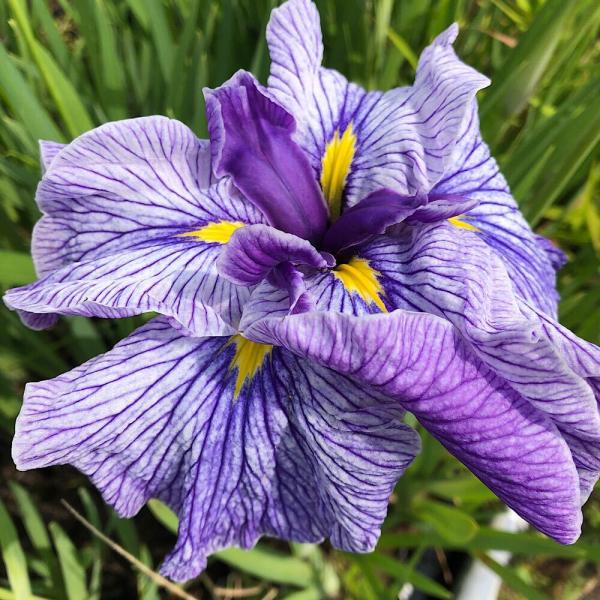 （ビオトープ）水生植物　花菖蒲　荘周の夢（ソウシュウノユメ）（１ポット）（休眠状態）