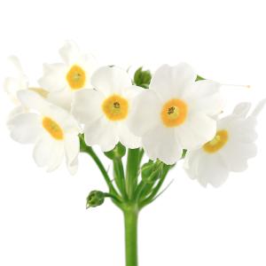 （ビオトープ）水辺植物　品種系クリンソウ　白花　ポストフォードホワイト　３号（１ポット）湿生植物｜chanet