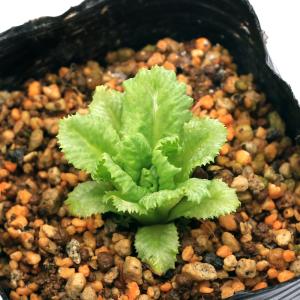 (ビオトープ)水生植物 品種系クリンソウ 白花...の詳細画像1