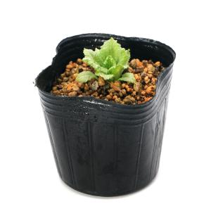 (ビオトープ)水生植物 品種系クリンソウ 白花...の詳細画像2