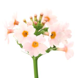 （ビオトープ）水辺植物　品種系クリンソウ　桃花　アップルブロッサム　３号（１ポット）湿生植物｜chanet