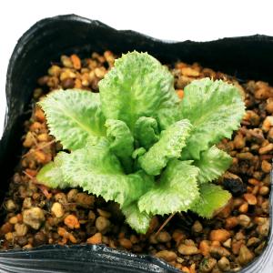 (ビオトープ)水生植物 品種系クリンソウ 桃花...の詳細画像1