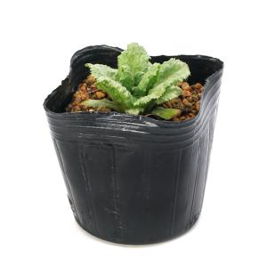 (ビオトープ)水生植物 品種系クリンソウ 桃花...の詳細画像2