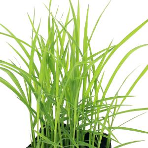 （ビオトープ）水生植物　お米の苗　古代米　翠米（アクネモチ）緑米　３号（１ポット）観賞用稲　自由研究　もち米｜チャーム charm ヤフー店