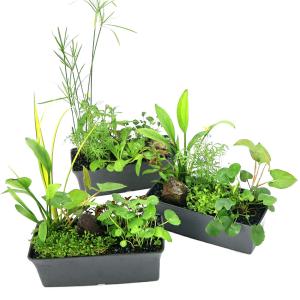 (ビオトープ)置くだけ簡単 メダカが喜ぶ 沈め...の詳細画像1