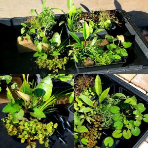 (ビオトープ)置くだけ簡単 メダカが喜ぶ 沈め...の詳細画像2