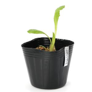 (山野草)紫花クリンソウ(プリムラ ビージアナ)...の商品画像