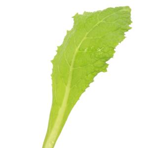 (山野草)紫花クリンソウ(プリムラ ビージアナ...の詳細画像1