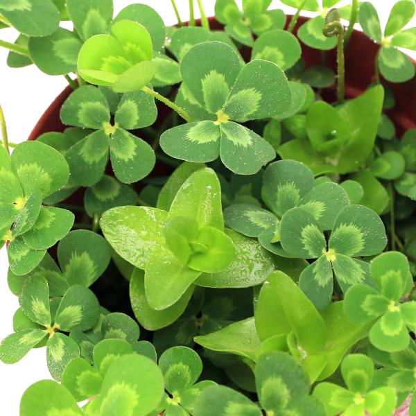 （ビオトープ）水生植物　メダカの鉢にも入れられる水生植物　ムチカとウォーターバコパの寄せ植え（１ポッ...