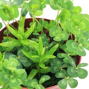 （ビオトープ）水生植物　メダカの鉢にも入れられる水生植物　ムチカとミズトラノオの寄せ植え（１ポット）（ミズトラノオ挿したて）
