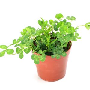 (ビオトープ)水生植物 メダカの鉢にも入れられ...の詳細画像1