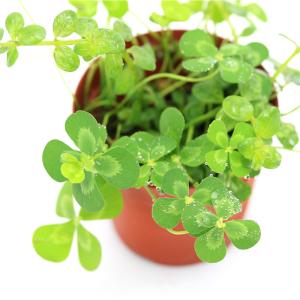 (ビオトープ)水生植物 メダカの鉢にも入れられ...の詳細画像1