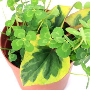 （ビオトープ）水生植物　メダカの鉢にも入れられる水生植物　ムチカと五色ドクダミの寄せ植え（１ポット）（ドクダミ挿したて）（休眠状態）