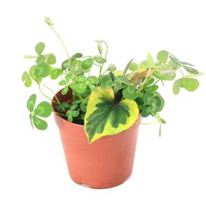 (ビオトープ)水生植物 メダカの鉢にも入れられ...の詳細画像1