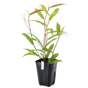 (ビオトープ)水生植物 ナツノウナギツカミ(1ポ...の商品画像