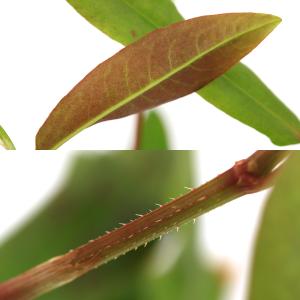 (ビオトープ)水生植物 ナツノウナギツカミ(1...の詳細画像1