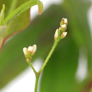 (ビオトープ)水生植物 ナツノウナギツカミ(1...の詳細画像2