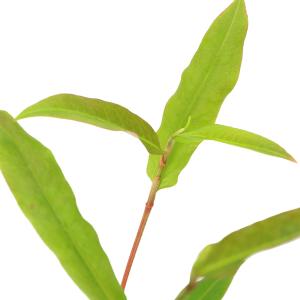 (ビオトープ)水生植物 ナツノウナギツカミ(1...の詳細画像3
