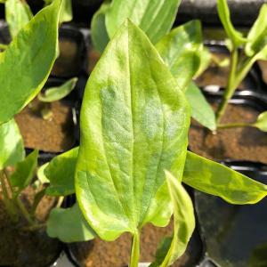 (ビオトープ)水生植物 斑入りハンゲショウ(1...の詳細画像1