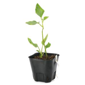(ビオトープ)水生植物 斑入りハンゲショウ(1...の詳細画像3