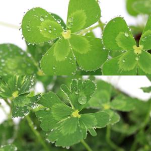 (ビオトープ)水生植物 ウォータークローバー2...の詳細画像1