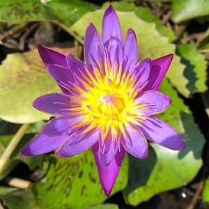 チャーム（charm） （ビオトープ）睡蓮 温帯性睡蓮（スイレン）（紫