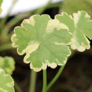 (ビオトープ)水生植物 斑入りチドメグサ (ク...の詳細画像1