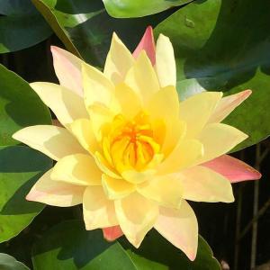 （ビオトープ）睡蓮　温帯性睡蓮（スイレン）（黄）　サイアム　ファンタジー　Ｓｉａｍ　Ｆａｎｔａｓｙ（１ポット）（休眠状態）