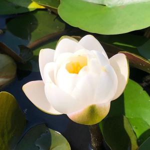 （ビオトープ）睡蓮　温帯性睡蓮（スイレン）（白）　サイアム　ジャスミン　Ｓｉａｍ　Ｊａｓｍｉｎｅ　（１ポット）