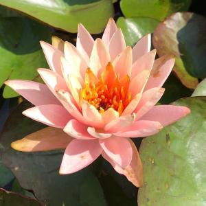 （ビオトープ）睡蓮　温帯性睡蓮（スイレン）（桃）パン　モンコン　Ｐａｎ　Ｍｏｎｇｋｏｌ（１ポット）（休眠状態）