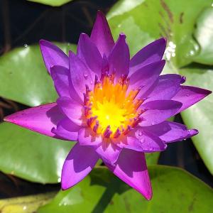 チャーム（charm） （ビオトープ）睡蓮 温帯性睡蓮（スイレン）（紫