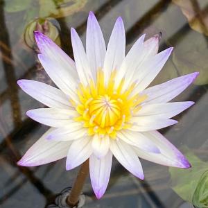 （ビオトープ）睡蓮　熱帯性睡蓮（スイレン）（紫）　ムラサキシキブ（紫式部）（ムカゴ種）（１ポット）（休眠状態）