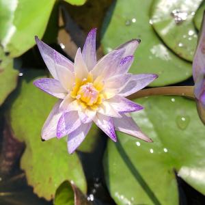 （ビオトープ）睡蓮　熱帯性睡蓮（スイレン）（紫）　パープルスプレー（ムカゴ種）（１ポット）（休眠状態）