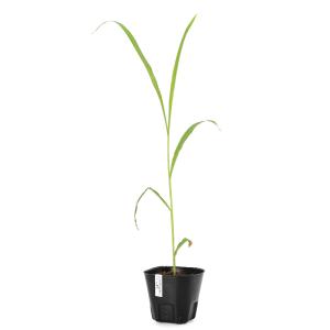 （ビオトープ）水生植物　ハトムギ　３号（１ポット）　湿性植物　一年草　家庭菜園