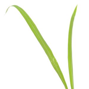 (ビオトープ)水生植物 ハトムギ 3号(1ポッ...の詳細画像1
