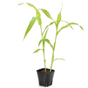 (ビオトープ)水生植物 ハトムギ 3号(1ポッ...の詳細画像2