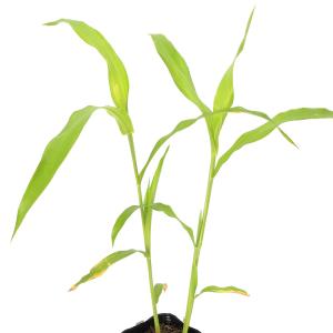 (ビオトープ)水生植物 ハトムギ 3号(1ポッ...の詳細画像3