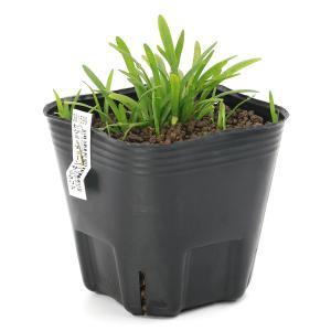 （ビオトープ）水生植物　ピグミーチェーンサジタリア（西洋ウリカワ）（１ポット）　沈水〜抽水植物（休眠状態）