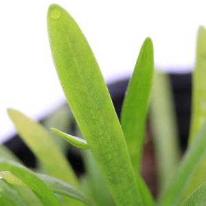 (ビオトープ)水生植物 ピグミーチェーンサジタ...の詳細画像1