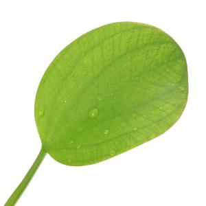 (ビオトープ)水生植物 アマゾンフロッグビット...の詳細画像1