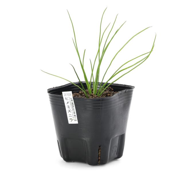 （ビオトープ）水生植物　ヒメミズニラ（１ポット）沈水〜抽水植物　日本産水草