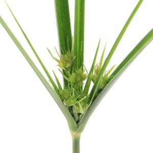 (ビオトープ)水生植物 シぺラス コンパクトゥス...の商品画像