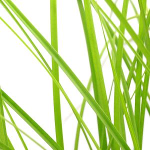 (ビオトープ)水生植物 シぺルス コンパクトゥ...の詳細画像1