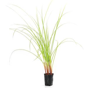 (ビオトープ)水生植物 シぺルス コンパクトゥ...の詳細画像2