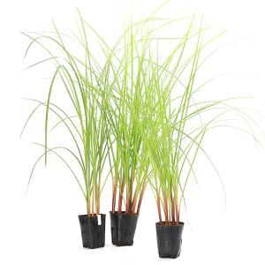 (ビオトープ)水生植物 シぺルス コンパクトゥ...の詳細画像3