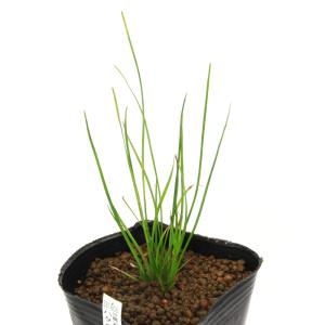 （ビオトープ）水生植物　ハタベカンガレイ（１ポット）　沈水〜抽水植物　日本産水草（休眠状態）