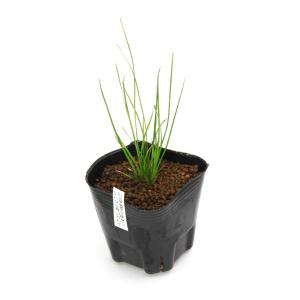 (ビオトープ)水生植物 ハタベカンガレイ(1ポ...の詳細画像1